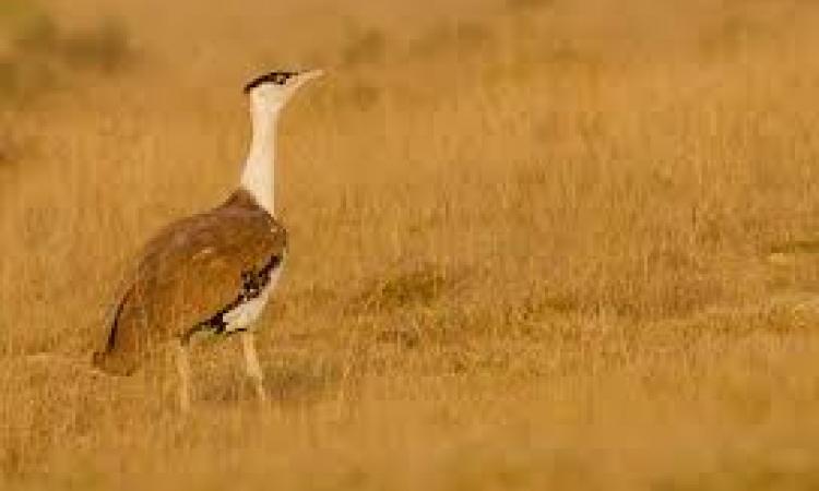 Great Indian Bustard