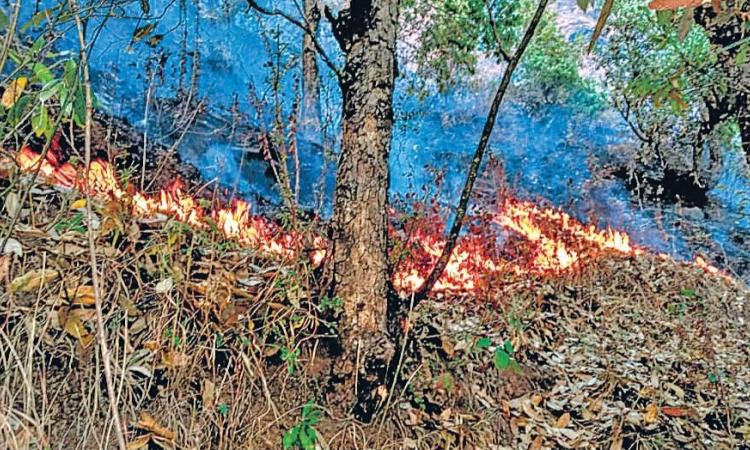 रविवार को पिथौरागढ़ के जंगलों में लगी भीषण आग से वन संपदा को भारी नुकसान