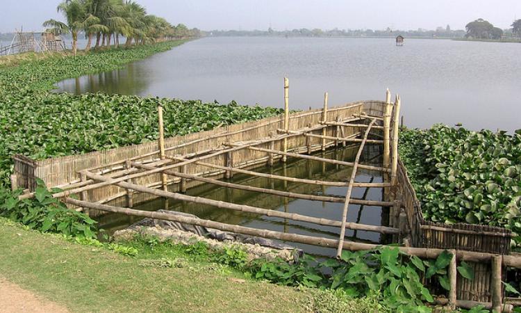 मछली पालन के लिये प्रसिद्ध कोलकाता झील स्थानीय स्तर पर भेरी के नाम से जाना जाता है