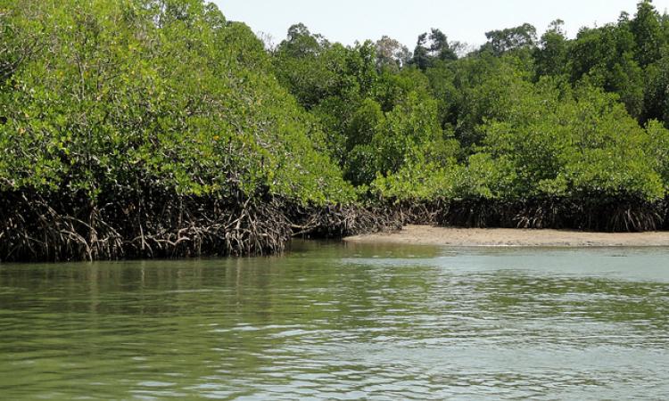 Mangrove