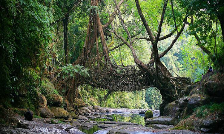 मावफलांग जंगल