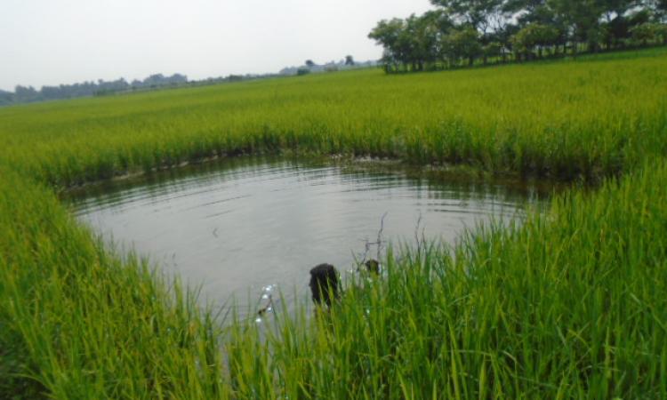 (प्रतीकात्मक) कृषि में जल बचत की प्रौद्योगिकियाँ