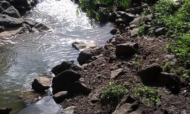 Narmada river