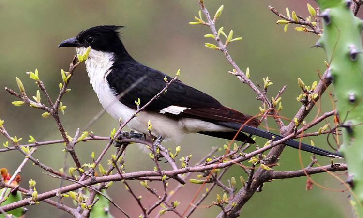 Papaya bird