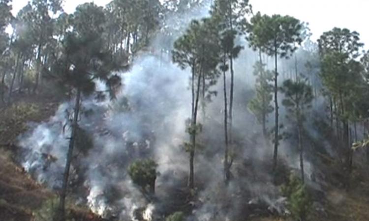 चम्पावत के वन में आग की एक तस्वीर