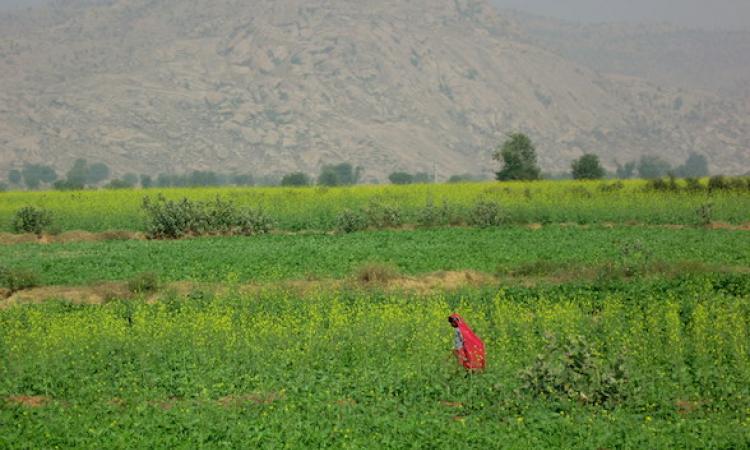 दादिया बनेगा राजस्थान का पहला जैविक गाँव