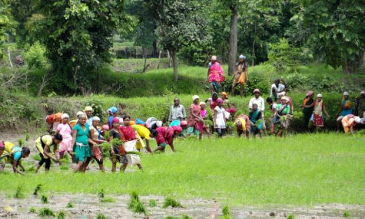 Scarce arable farmers in the country