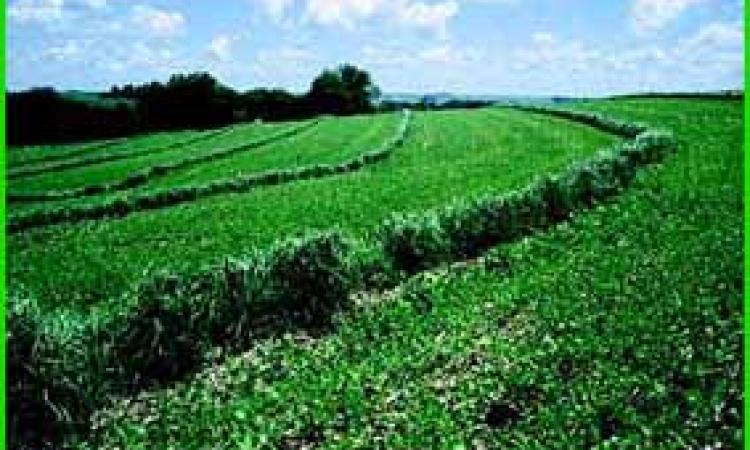 Vegetative contour barriers