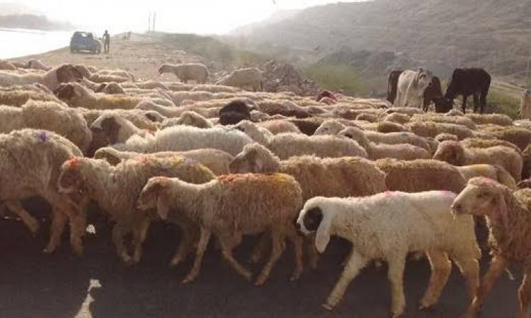 पहाड़ों में घट रहा है भेड़ पालन