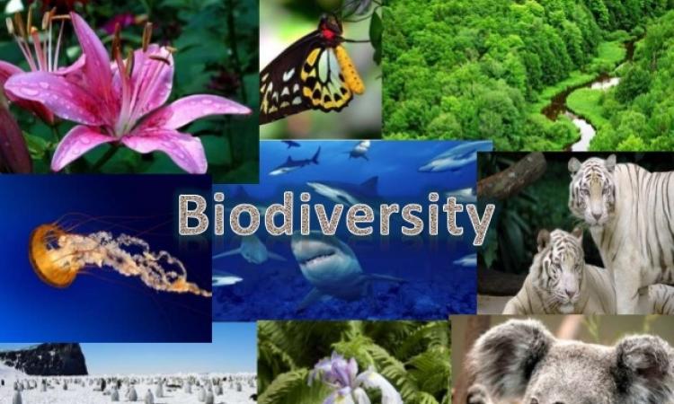 रिसर्च : जैव विविधता पर संकट