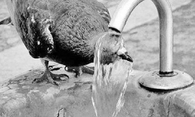 bird bathing in water