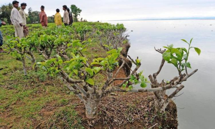 ब्रह्मपुत्र नदी में भूक्षरण