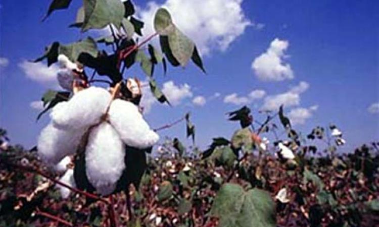 bt cotton