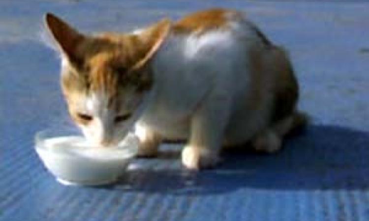 दूध पीती हुई बिल्ली