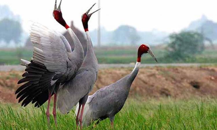इटावा जिले में सारस पक्षी के विलुप्त होने का संकट