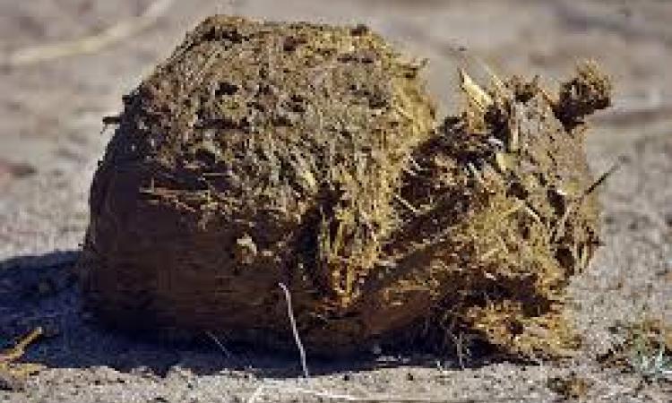 elephant excreta