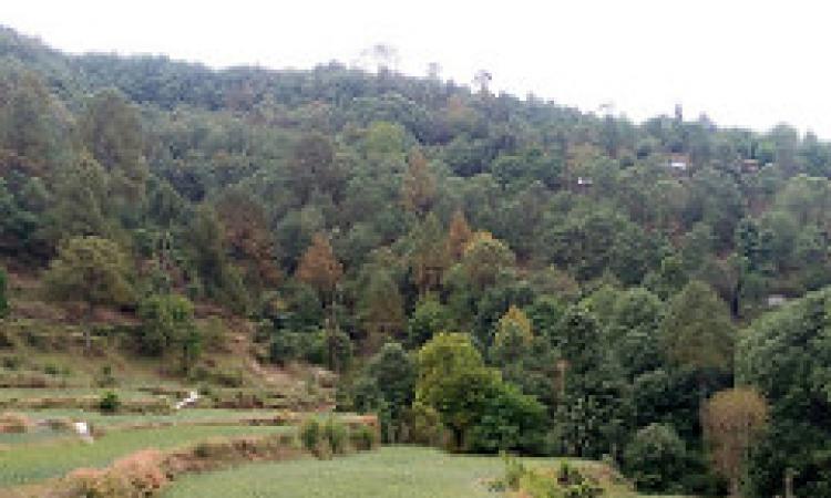 उत्तराखण्ड के जंगल