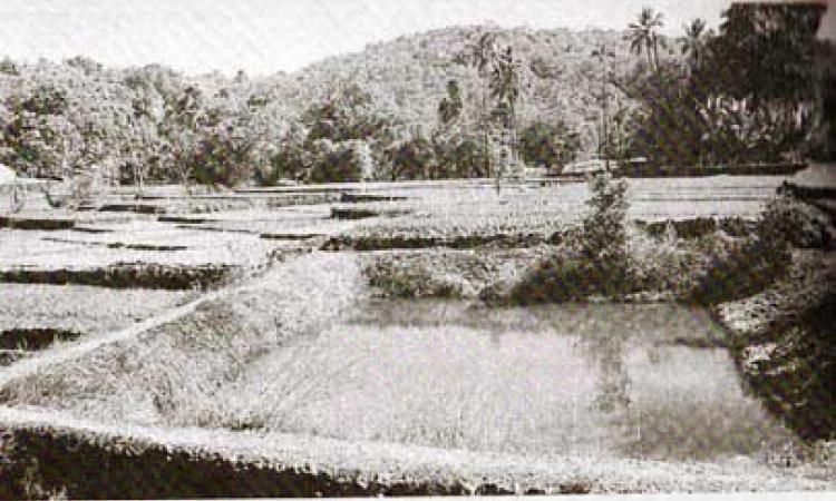 farm pond