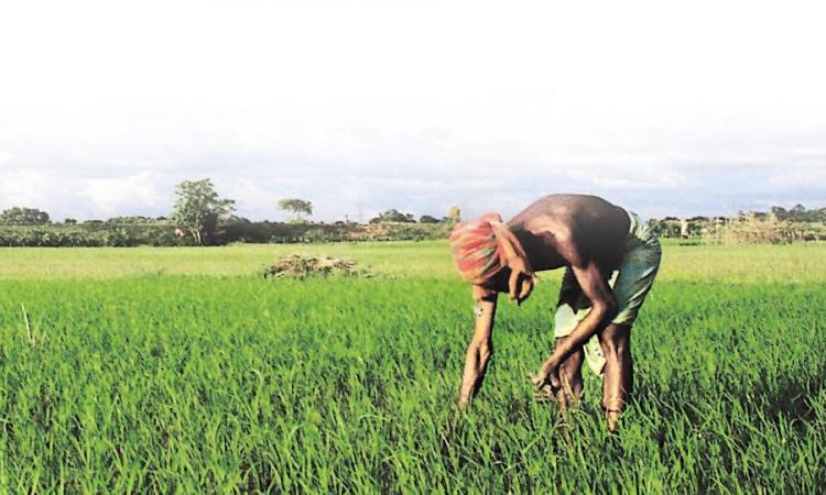 किसानों की आय बढ़ाने में सहायक कृषि उद्योग