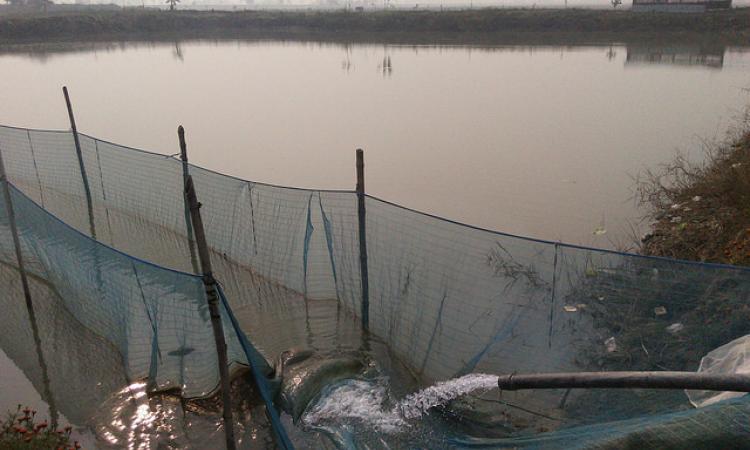 fish farming