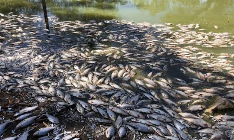 मछलियों की अंत: ग्रंथियों पर कीटनाशक डाल रहे दुष्प्रभाव