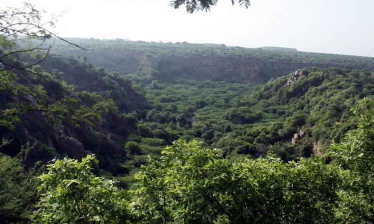 इस तरह गुमराह कर बढ़ाया जा रहा भारत में वन क्षेत्र