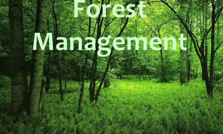 career in forest management forest department