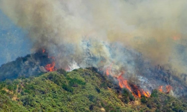जंगल में आग का एक दृश्य (फोटोः विकिमीडिया)