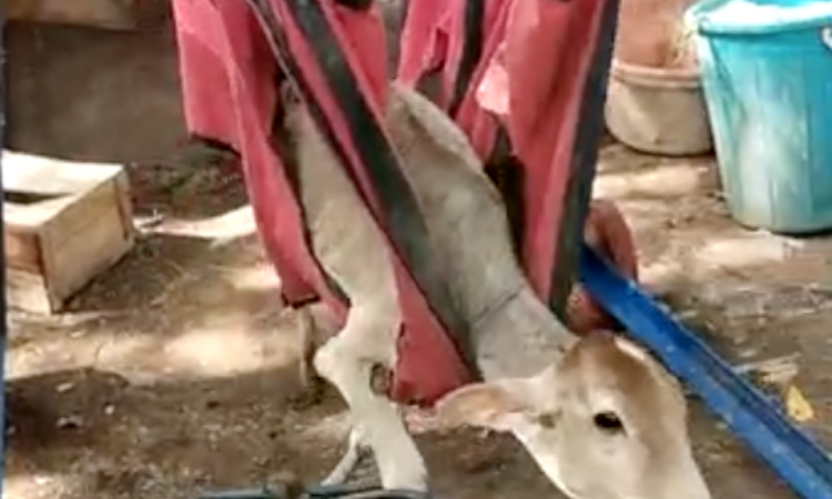 मिलिए 12 हज़ार गायों को बचाने वाले गौरक्षक से