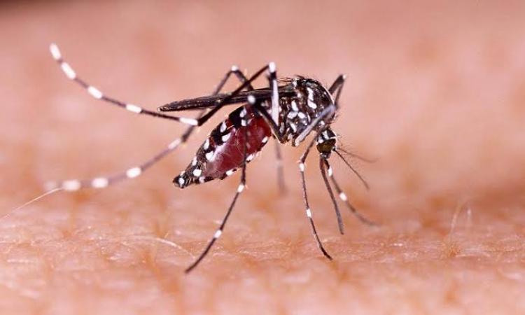 ग्लोबल वार्मिग बना रहा डेंगू को वैश्विक रोग