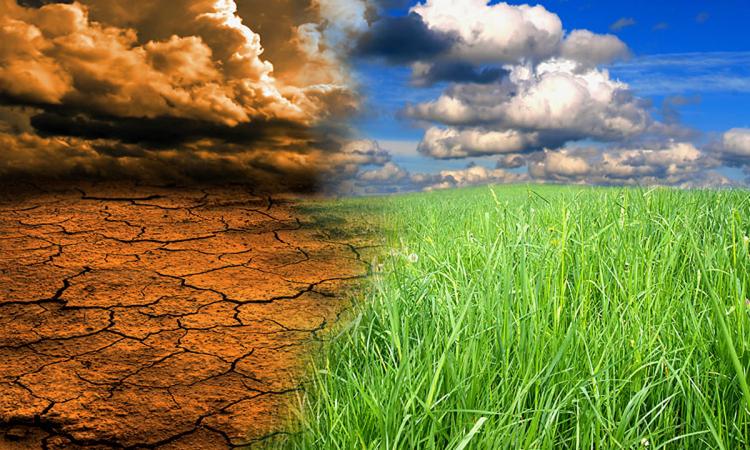 जलवायु परिवर्तन से फसलों पर प्रभाव पड़ रहा है।