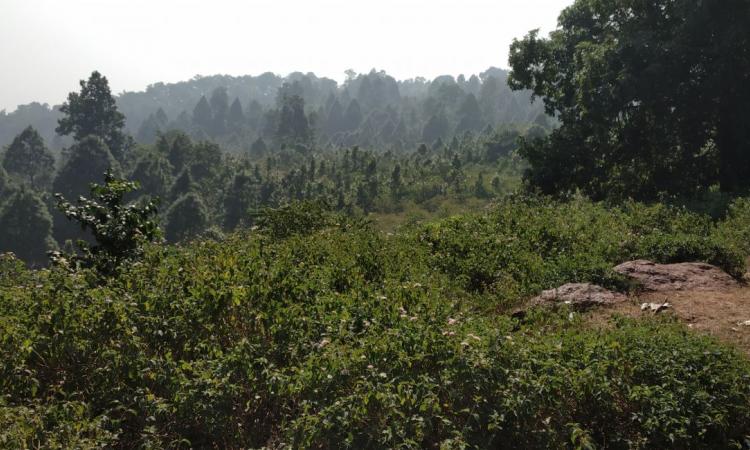राजमहल पहाड़ी श्रृंखला धीरे धीरे अस्तित्व खोती हुई