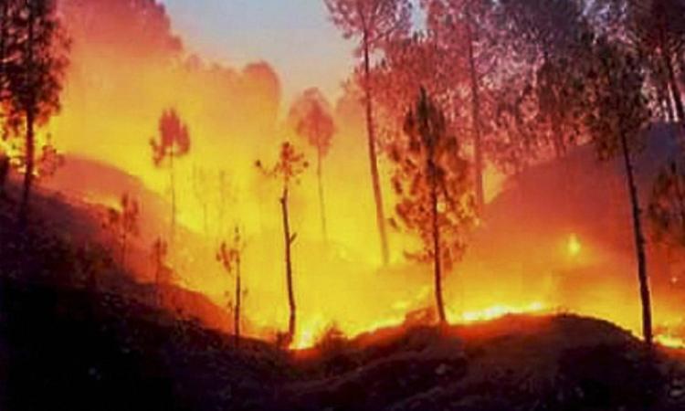 अग्नि के कहर से वनों को बचाना जरूरी।