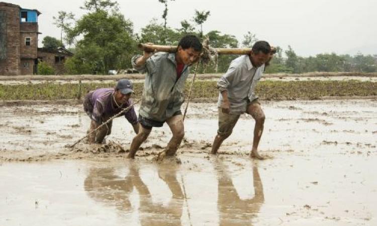 बासमती चावल से बढ़ रहा है जल संकट