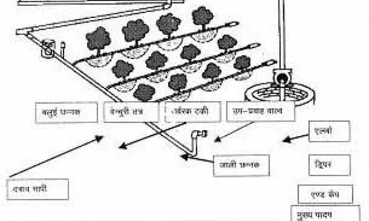 drip irrigation