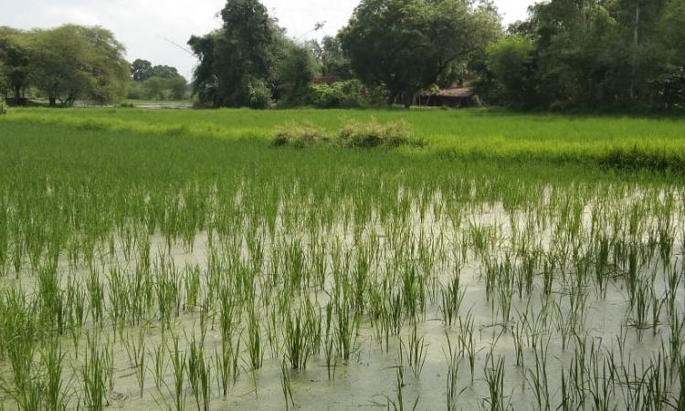बांदा: खेत में बनी मेड़, तो लौटी किसानों की खुशहाली