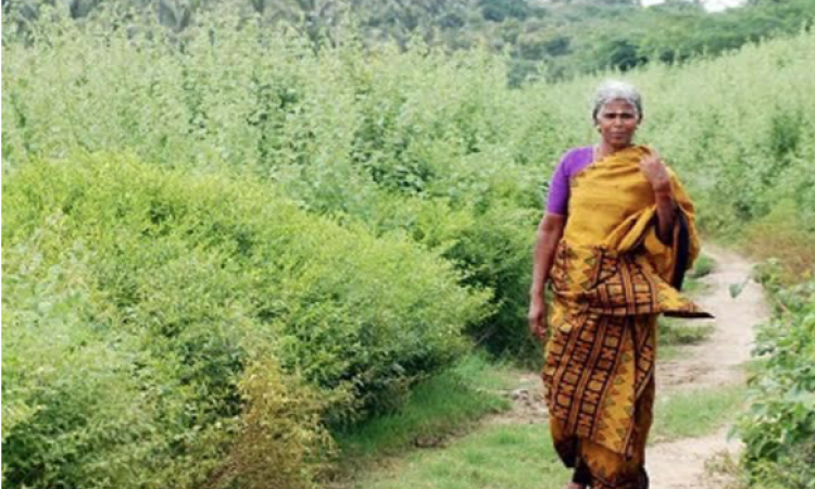 पानी-पर्यावरण आंदोलन की अम्मा-मायलम्मा