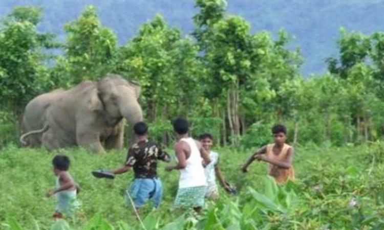 जलवायु परिवर्तन और घटते वनों से बढ़ता मानव और वन्यजीव संघर्ष