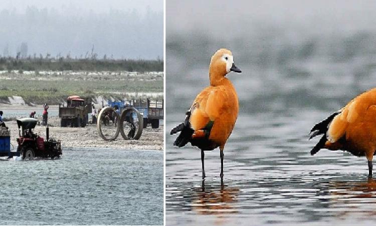 खनन पर रोक प्रवासी पक्षियों के लिए बनी वरदान