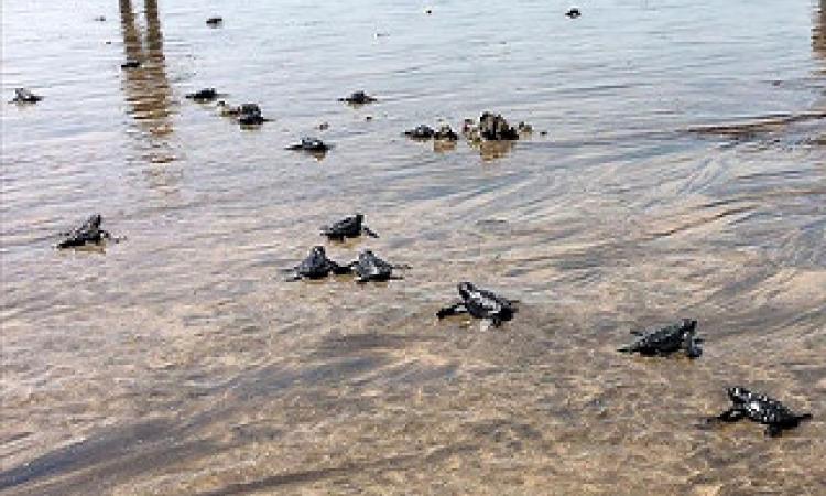olive ridley