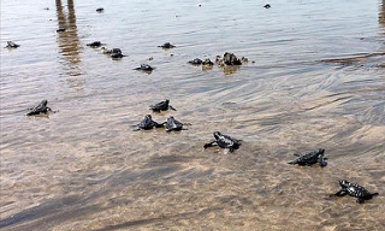 olive ridley