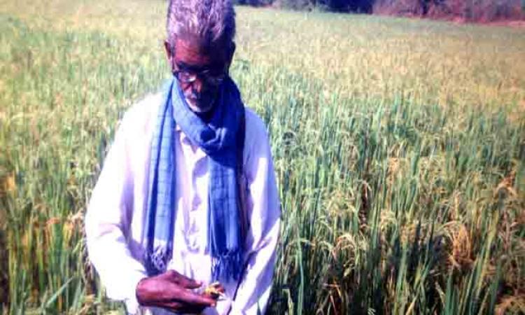 organic paddy crop