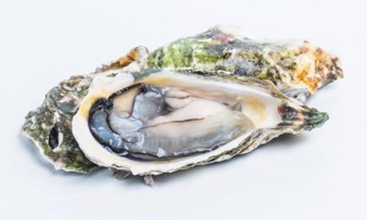 oyster