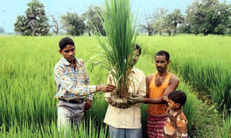 paddy crop