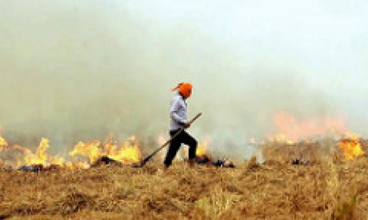 parali