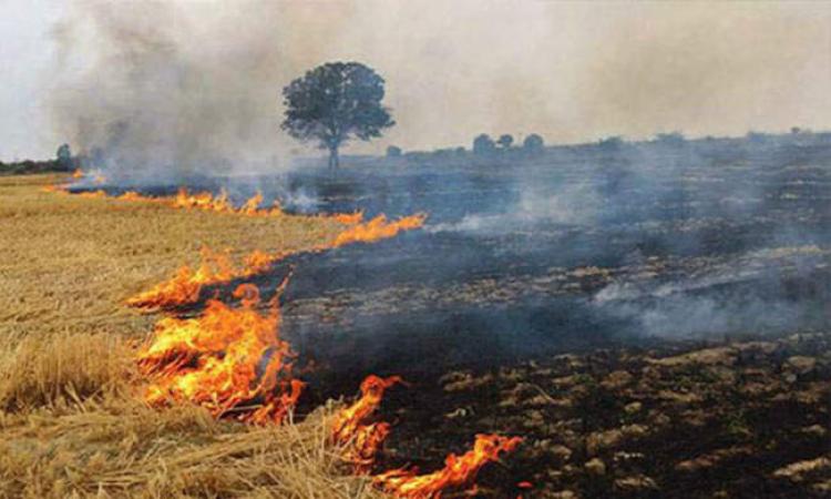 प्रदूषणः पराली नहीं, सत्ता है कसूरवार