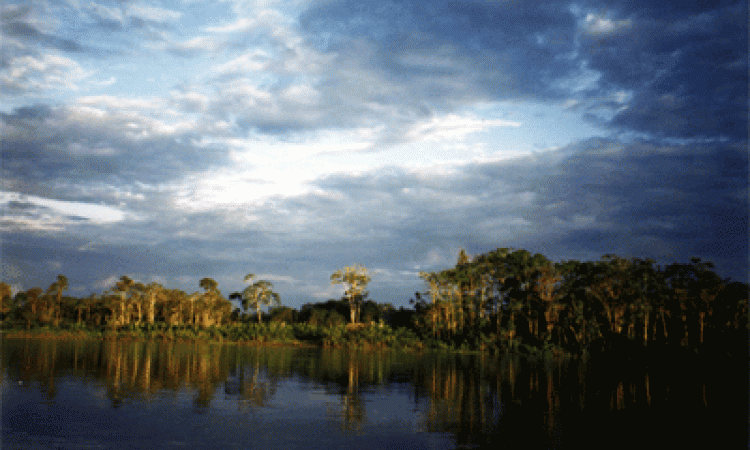 peru forest