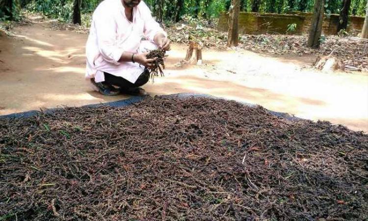 राजाराम त्रिपाठी ।