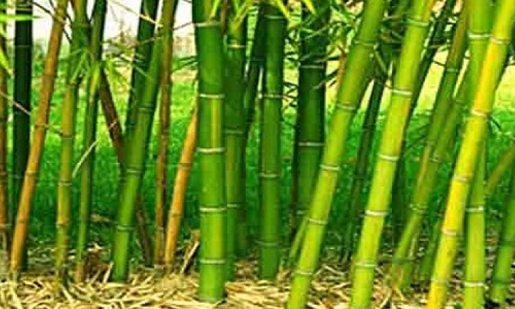 national bamboo mission jharkhand