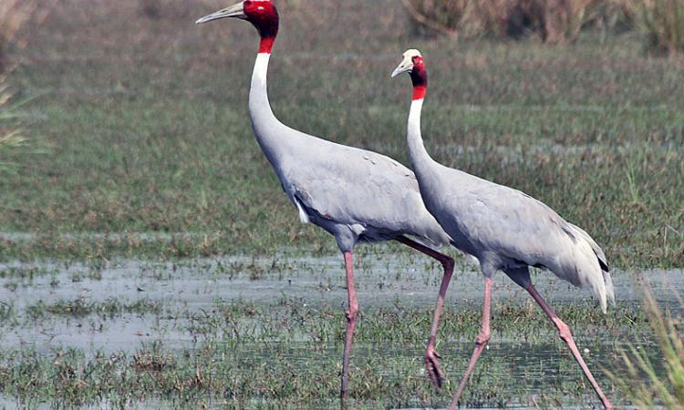 दलदलीय क्षेत्रों के साथ खतरे में सारस पक्षी